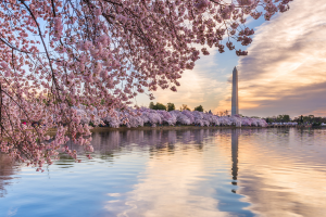 Photo of cherry trees in bloom Washington, DC.