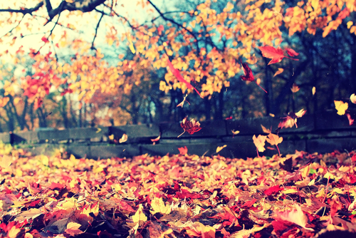 Photo of autumn colored leaves covering the ground while a few still remain attached to tree branches.